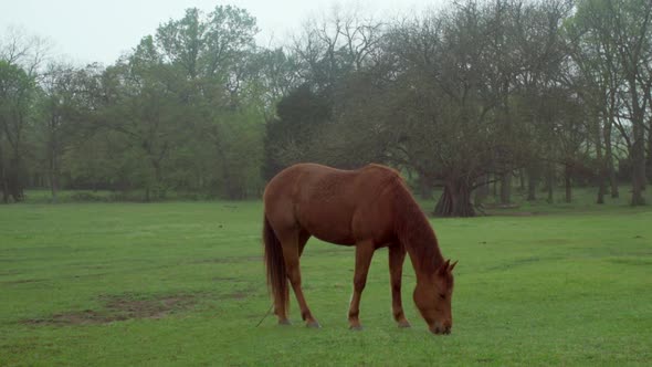 This is a shot of a brown horse eating grass in a field on an overcast day.