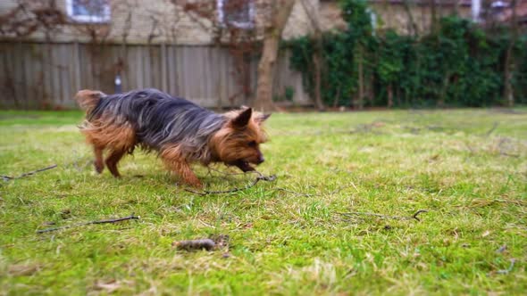 Yorkshire terrier playing on the green grass in a private garden on a sunny day in slow motion