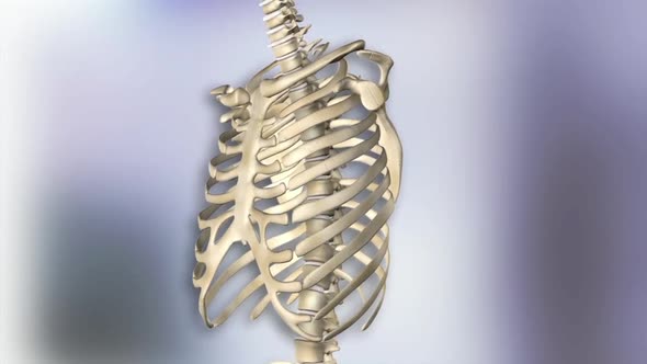 Medical animation of human rib