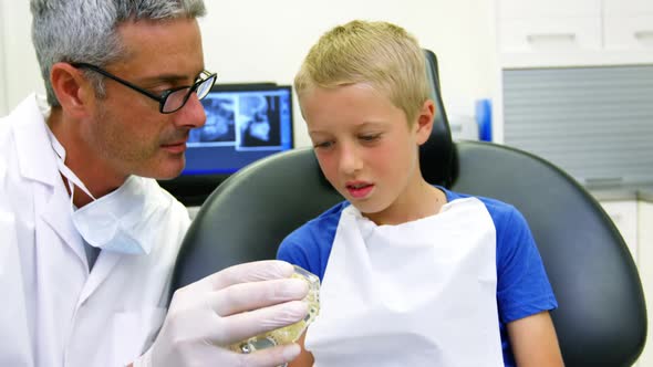 Dentist showing model teeth to patient