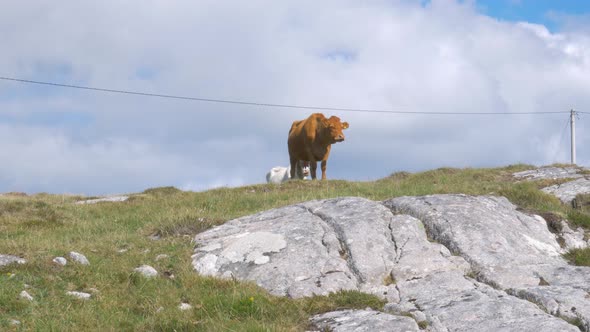 Lone Cow Feeding On Lush Grass In The Rocky Highland Of Connemara In County Galway, Ireland - low an