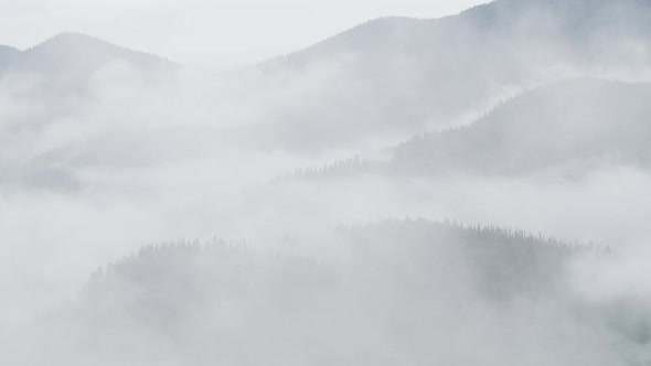 Misty Forest in Mountain. Marvelous View of Over Pine Forest in the Morning. There Is Magical Fog