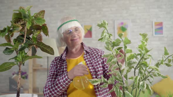 Positive Older Woman Pensioner Sprays Home Plants in Her Living Room Close Up