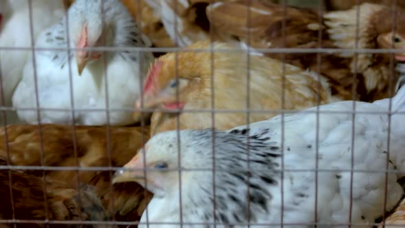 Close Up Poultry in Cage in Henhouse