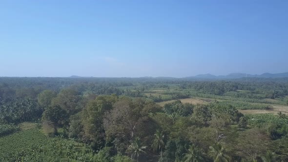 Palms Grow Near Banana Plantation in Jungle of Sri Lanka