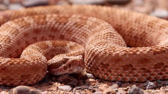 Rattlesnake in the desert of Norther Arizona