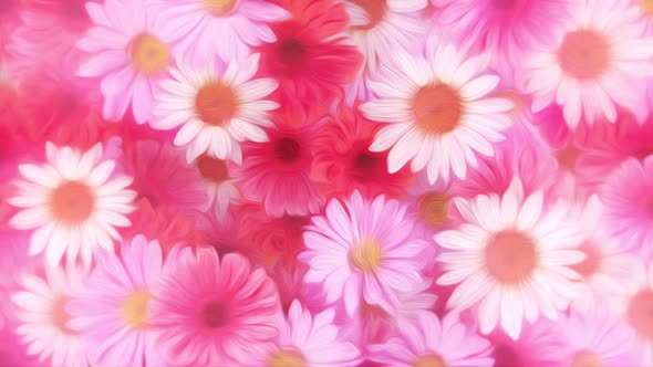 Summer Pink and White Daisy Flowers Motion Background