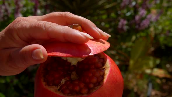 Hand Takes of the Peel Ripe Juicy Pomegranate