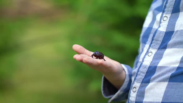 A Rhinoceros Beetle Runs on Boy Hand