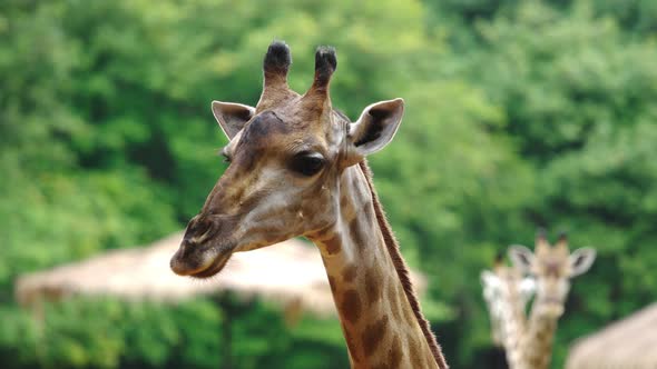 Close-up of giraffe resting in nature