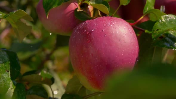 Raindrops Falling on Ripe Apple on Tree Branch