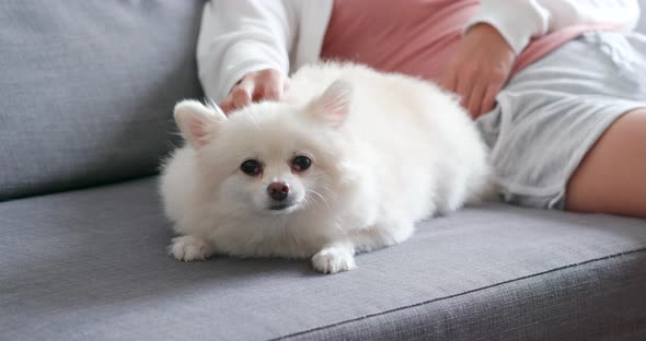 Pet owner touch on White pomeranian dog and sitting on couch