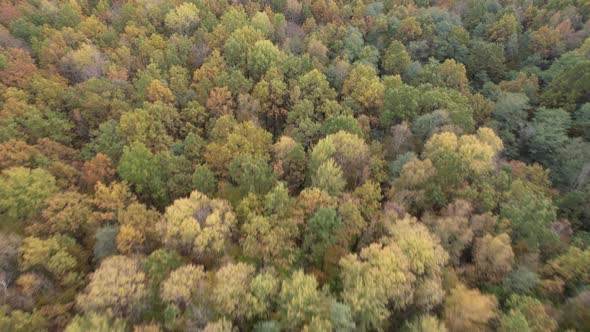 Aerial view of autumn forest landscape in sunny day. Travel and nature concept
