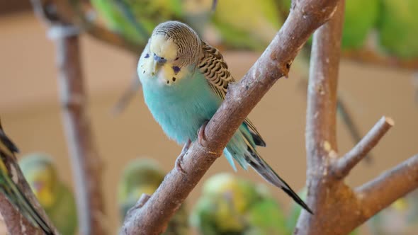 Close Up Of Pale Blue Zebra Parakeet Sitting On Wood In The Zoo.