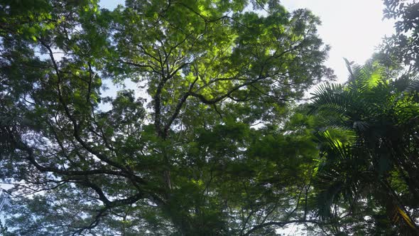 Panning A Rain Forest Canopy