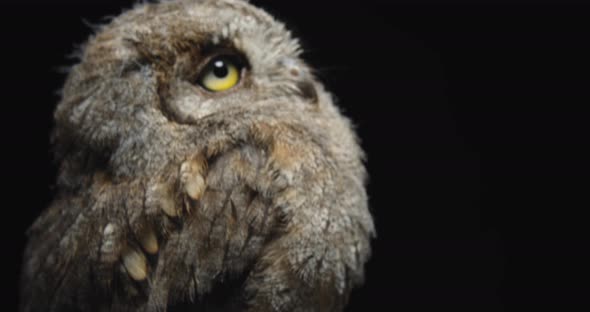 Beautiful Owl Sitting on a Branch in the Studio, Close Up, 