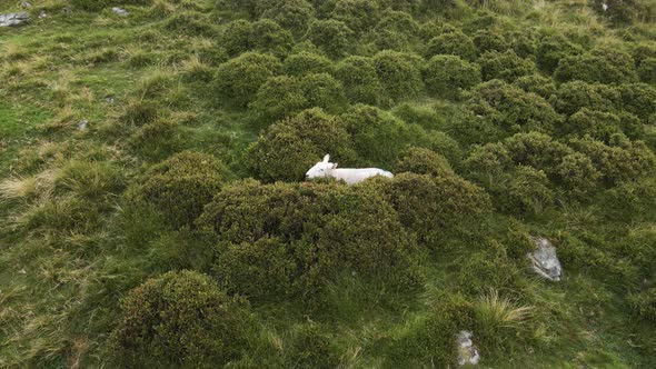 A Lone Sheep Hiding Between The Green Grass By The Wicklow Mountains In Ireland.  - aerial drone sho