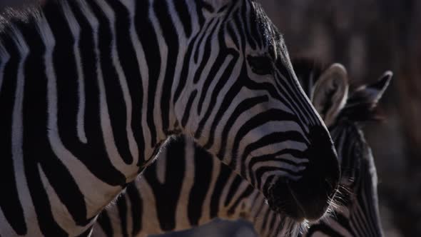 Zebra passing stripes behind face of another animal