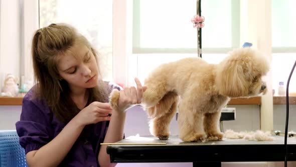 A Young Beautiful Woman Hairdresser Cuts the Paws of a Small Maltipoo Dog in a Grooming Salon