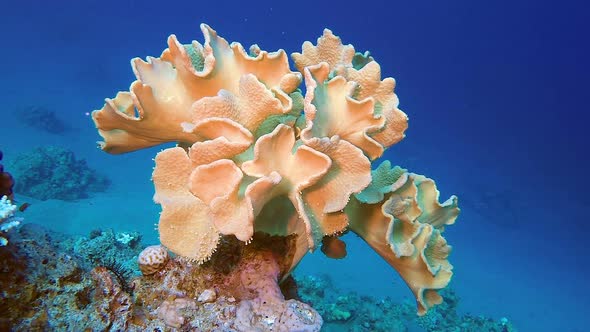 Underwater Beautiful Soft Coral