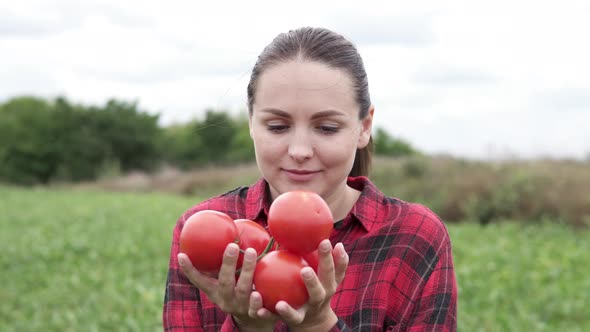 The farmer holds fresh fragrant red tomatoes in his hands. Organic vegetables on the farm.