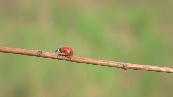 Ladybug