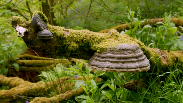 Horse's hoof fungus growing on decaying log in a woodland setting, panning shot.