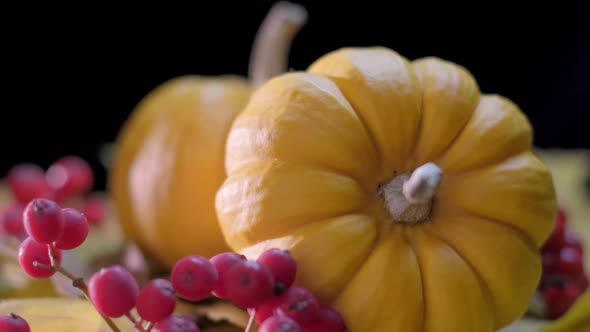 Autumn Harvest Scene with Two Orange Pumpkins Isolated on the Black Background