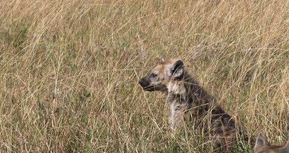 Spotted Hyena, crocuta crocuta, Adults standing in Long Grass, Masai Mara Park in Kenya