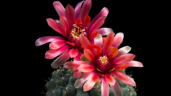 Red cactus flower opening in time lapse 
