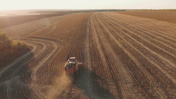 Aerial View Combine Harvesting on Sunflower Field. Mechanized Harvesting Sunflower. Large Field of