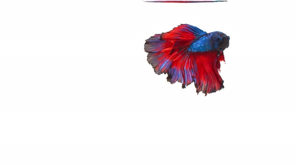 Siamese fighting fish (Betta splendens)