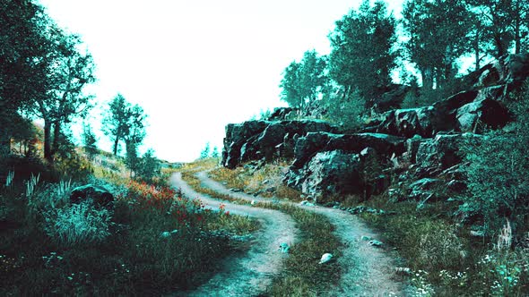 Country Road in a Deciduous Forest on a Foggy Morning