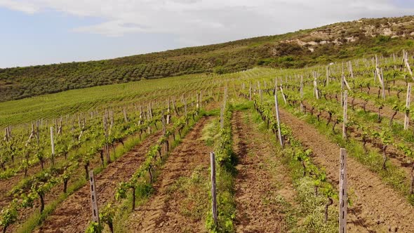 Aerial Drone View Over Vineyards Towards Agricultural Fields During Sunset