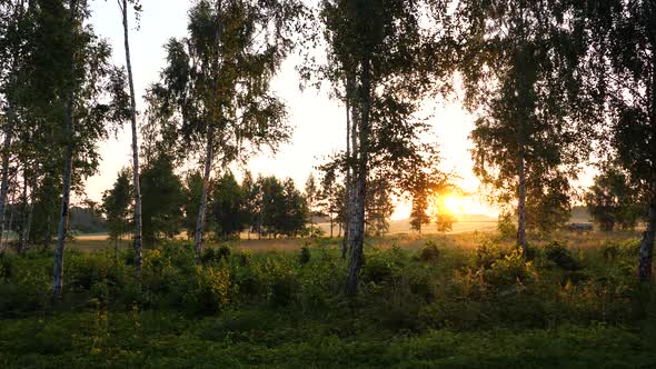 Sunrise In Summer Morning