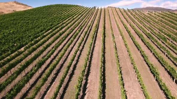 Vineyard aerial footage