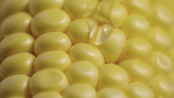 Macro Shot of Row Ripe Yellow Corn Grains Along Which Trickle of Thick Viscous Honey or Oil Flows