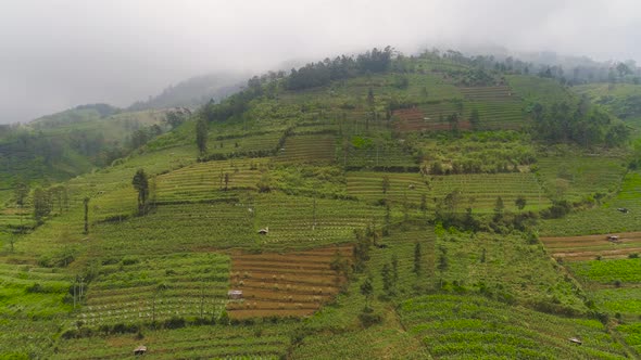 Tropical Landscape with Farmlands in Mountains