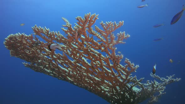 Reef Tropical Underwater Marine Scene