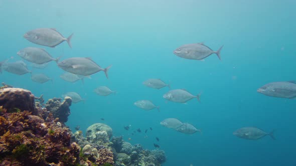 Shoal of Sardines in the Sea