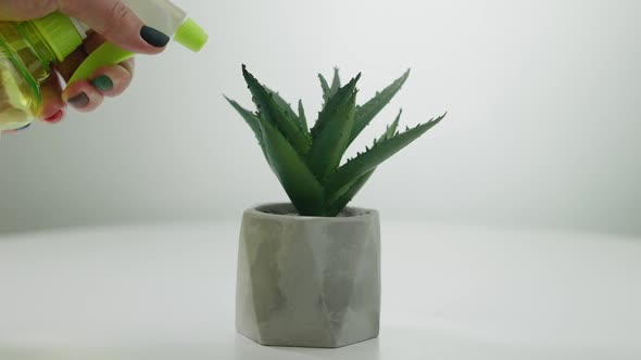 Flower Pot with Green Cactus on White Table with Female Hand Spraying Water on Plant