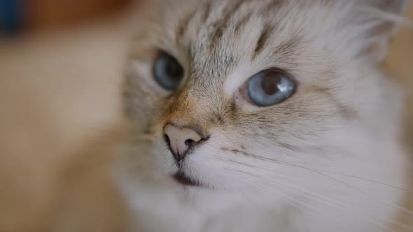 Young Cat Cute Looks at the Camera Extreme Closeup