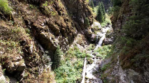 Coniferous Green Trees in the Gorge with the River