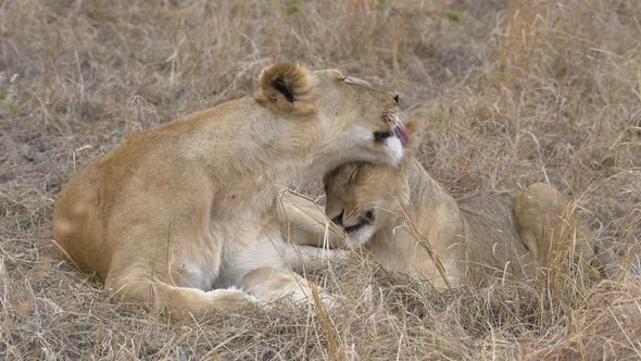 Lioness licking her cub