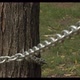 Chain On A Tree Gets Tension - VideoHive Item for Sale