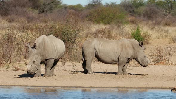 White Rhinoceros At A Waterhole   South Africa