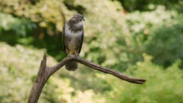 Close up static shot of a common buzzard looking around while perched on a dead tree branch on a sun