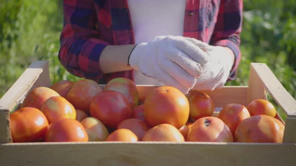 Gardener Sorts Fresh Ripe Tomatoes in a Wooden Box. Ecological Clean Food Concept.