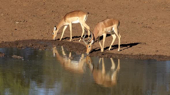 Impala Antelopes Drinking Water - South Africa