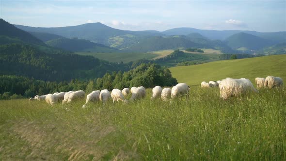 Merino Sheep Graze Fresh Grass in Green Meadow Nature